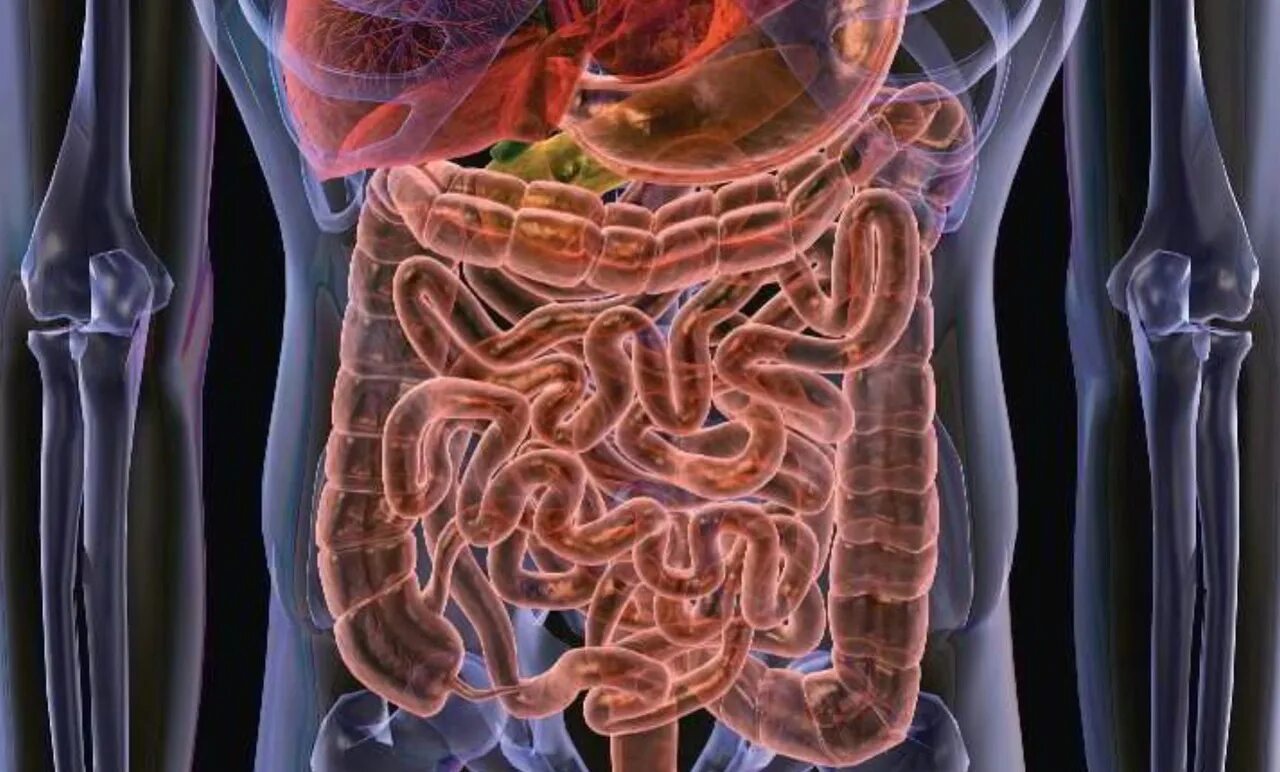 Роль бактерий толстого кишечника человека. Микрофлора ЖКТ дисбактериоз. Микробиота пищеварительной системы. Микробиота кишечника. Бактерии микробиота кишечника.