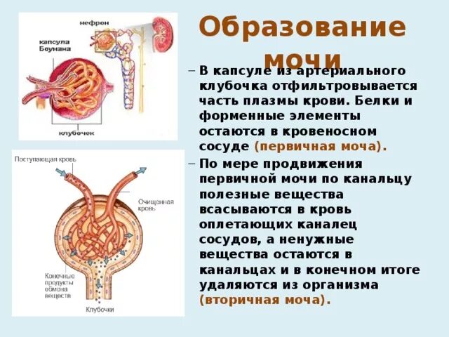 Моча из капсулы нефрона поступает. Первичная моча. Первичная моча образуется в. Белки первичной мочи. Процесс образования мочи.