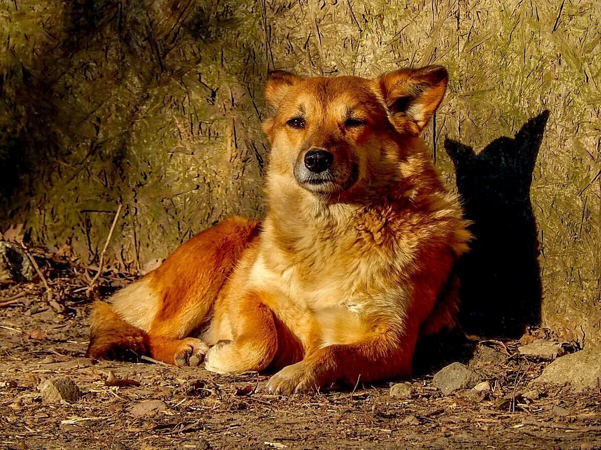 Породы рыжих собак. Беспородные рыжие собаки. Собака дворняжка рыжая. Рыжий пес дворняга. Собака рыжая породы дворняга.
