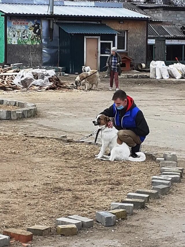 Приют лесопилка. Приют Лесопилка Псков. Лесопилка Псков приют для животных. Работники лесопилки приют. Собачий приют Псков Лесопилка фото собак.