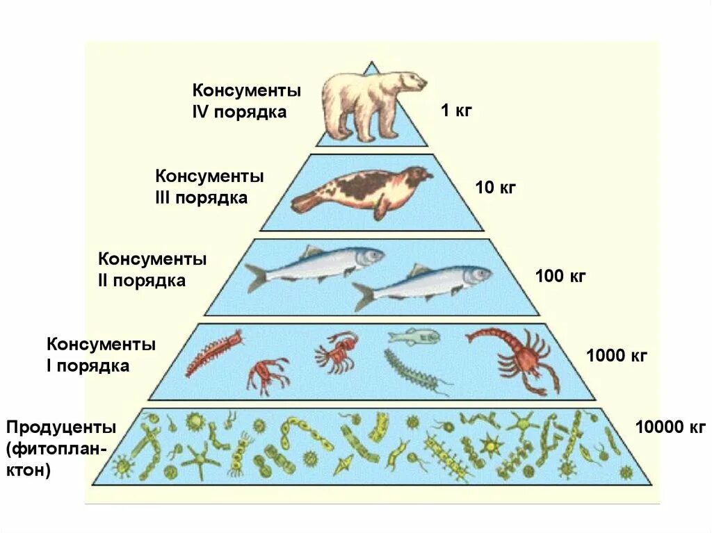 Консументы это в биологии кратко. Консумент 1 порядка консумент 2. Консументы первого порядка 2) консументы второго порядка. Консумент 1 порядка консумент 2 порядка. Консументы 2 и 3 порядка.