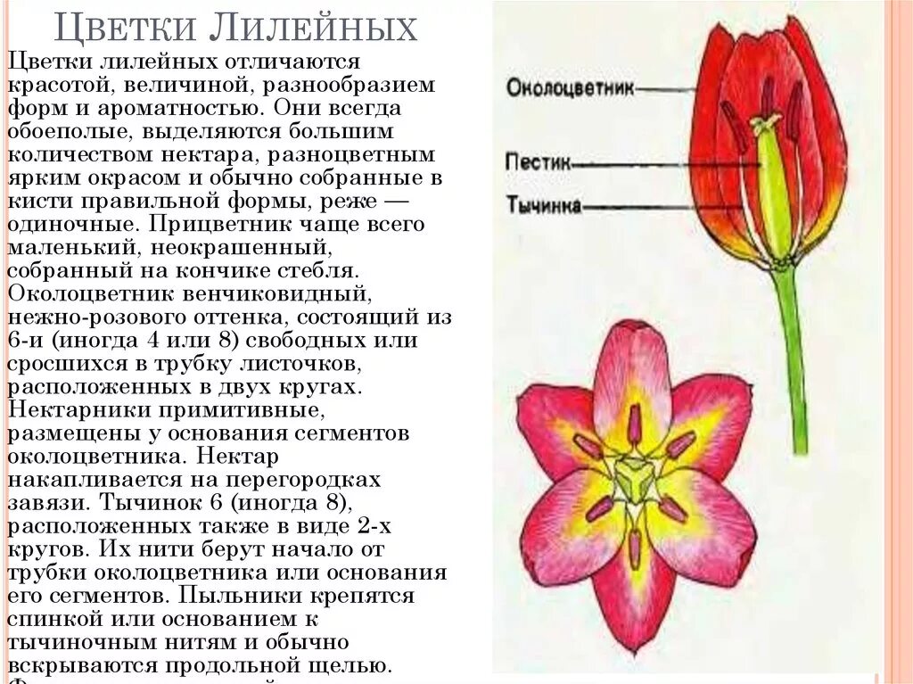 Семейство Однодольные Лилия. Строение тюльпана Шренка. Семейство Лилейные строение тюльпана. Растения семейства Лилейные Лилия.