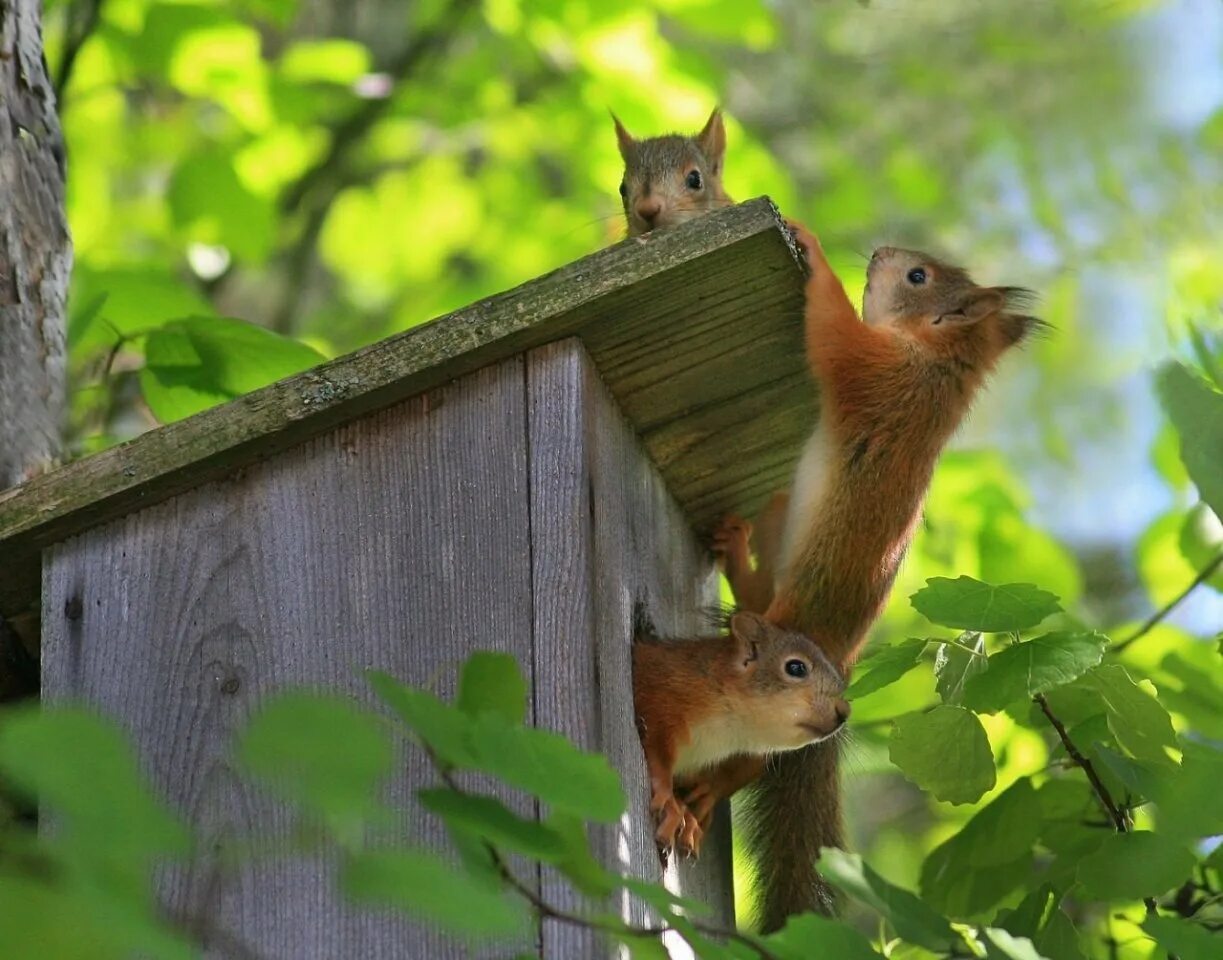 белки живут в дуплах. в лесу живут белки каждый из которых. в лесу живут белки каждый из которых. бельчата в дупле. белка живая.