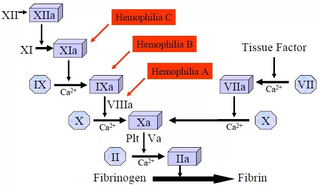 Факторы свертывания крови гемофилия. Механизм развития гемофилии. Гемофилия факторы свертывания. Каскад свертывания крови схема.