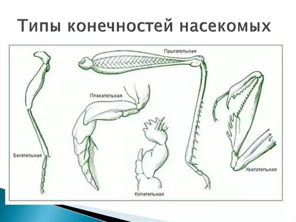 Конечности пчелы и кузнечика ласты дельфина. Бегательные конечности насекомых строение. Типы ходильных конечностей насекомых. Схема конечностей насекомых. Конечности насекомых таблица.