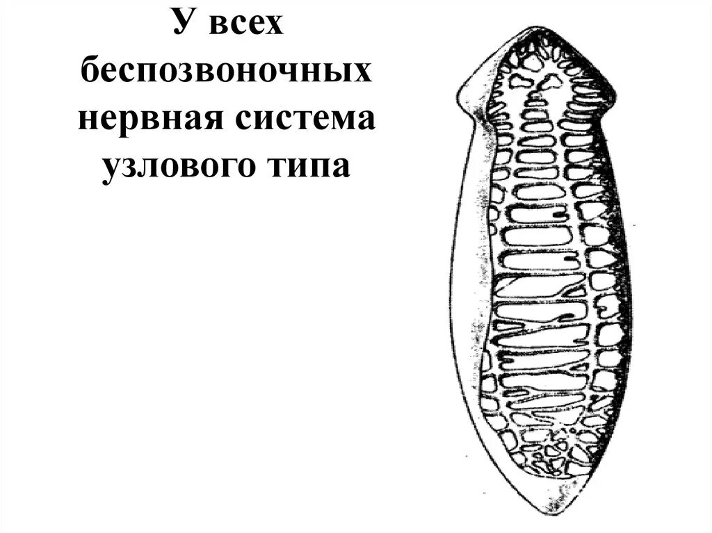 Расположение нервной системы беспозвоночных БРЮШНАЯ НЕРВНАЯ ЦЕПОЧКА ПРЕДСТАВЛЕНА images