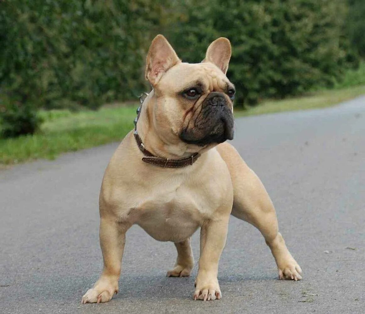 Собака французский бульдог. Французский бульдог / French Bulldog. Французский бульдог палевый окрас. Французски 1 бульдог.