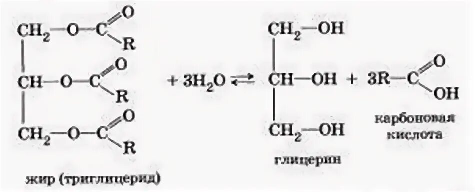 Гидролизу подвергается глицерин. Гидролиз жиров глицерин. Схема ферментативного гидролиза жиров. Гидролиз сложных эфиров и жиров. Гидролиз сложных эфиров карбоновых кислот.
