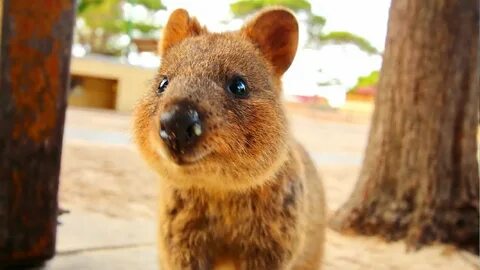 Quokka