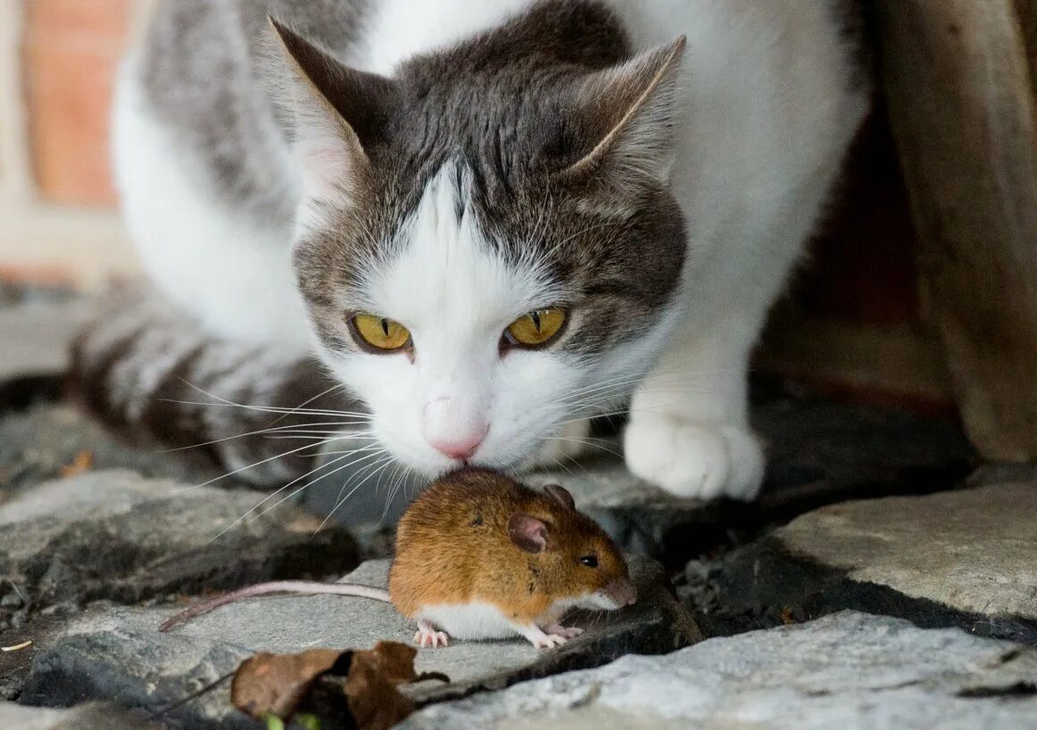 Кошки-мышки. Кошка с добычей. Кот ест мышь. Кошка с мышью. Котенок ловит мышей