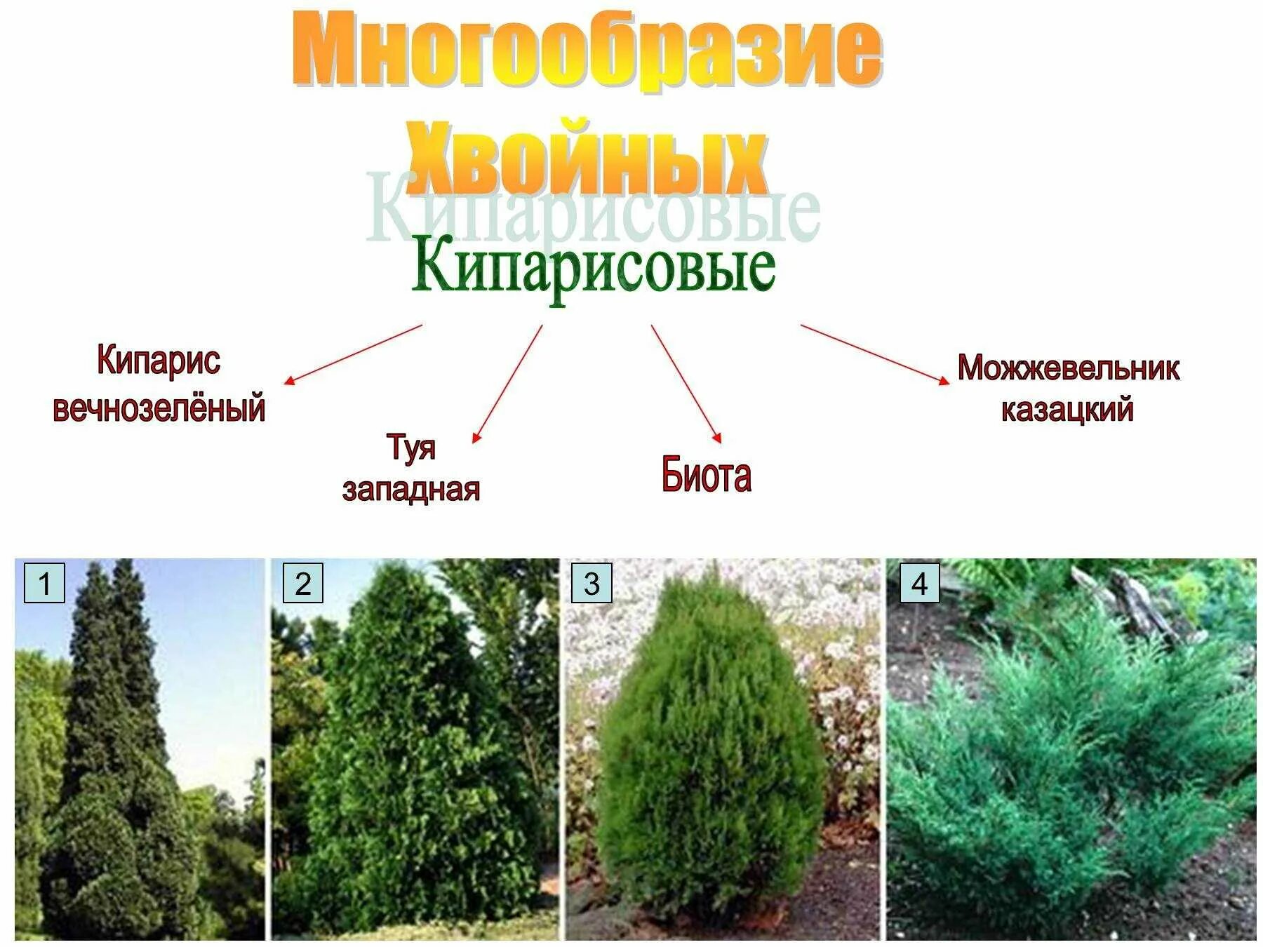 Классификация хвойных