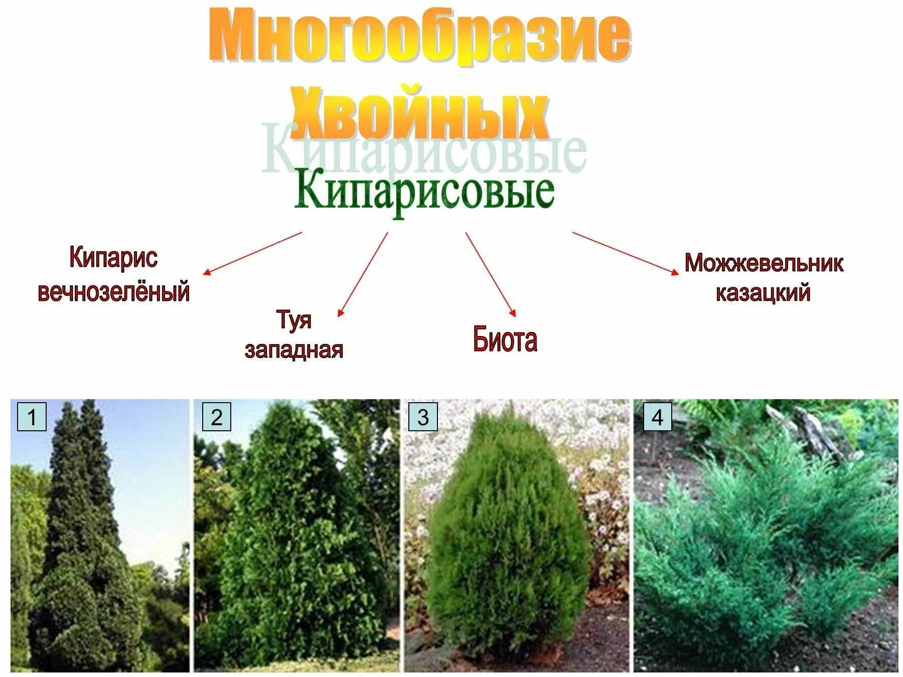 Семейство хвойных. Кипарисовик и туя отличия. Туи можжевельники кипарисовик. Туя и Кипарис отличия. Туя, тис, кипарисовик.