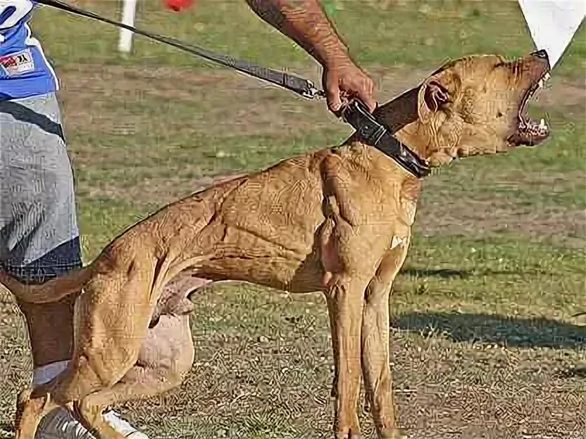 Питбуль киров. Американский булли стандарт. Питбуль киров. Стафф много. Питбуль киров.