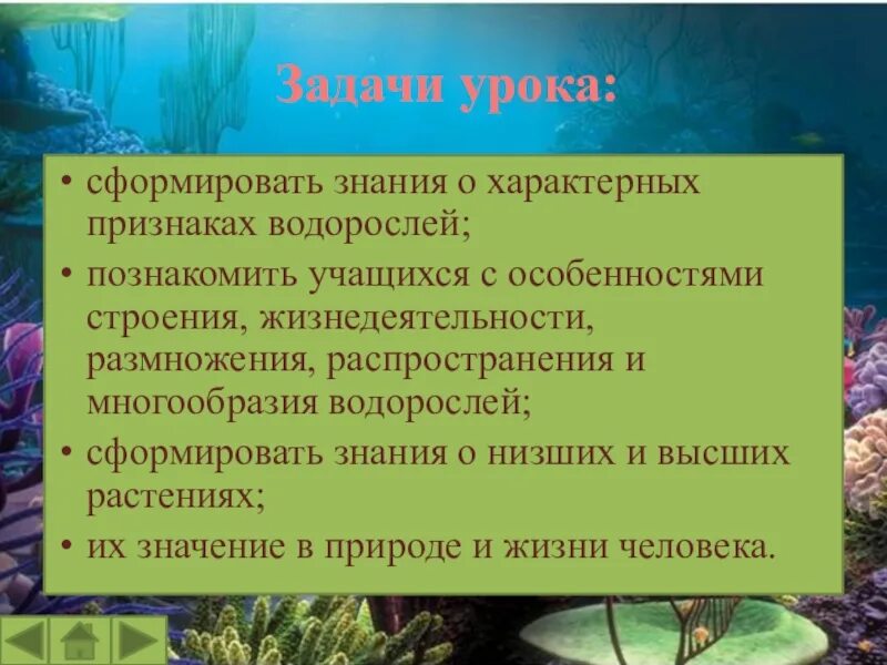 Признаки водорослей. Характерные признаки водорослей. Особенности строения и жизнедеятельности водорослей. Признаки водорослей 5.