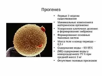 Прогенез