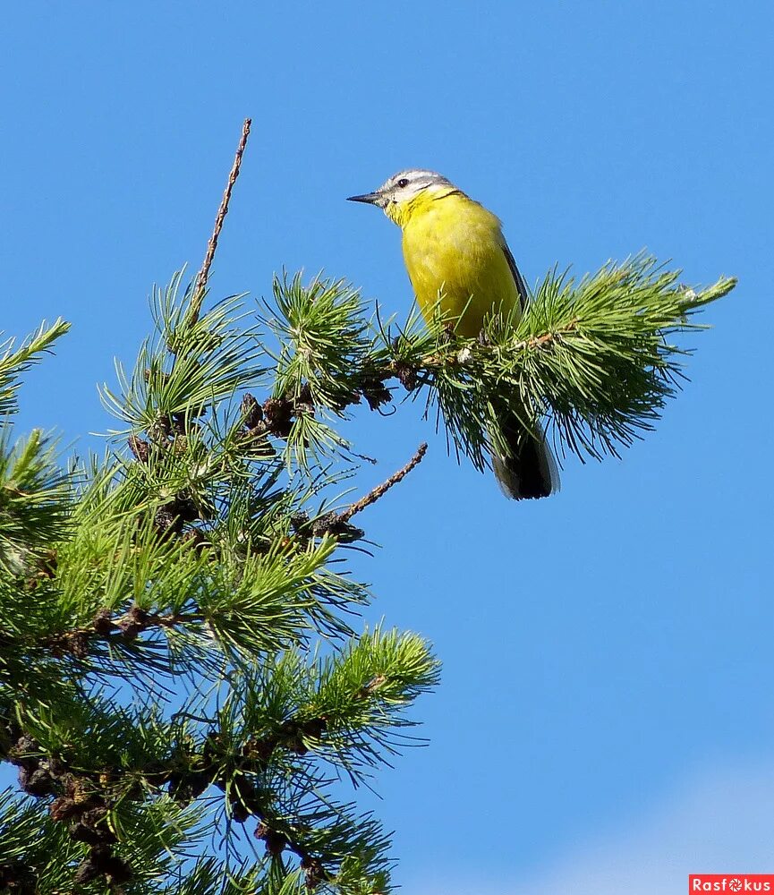 лиственница птица. сойка ленинградская область. лиственница птица фото. красногрудый клест. птица которая ест можжевельник.
