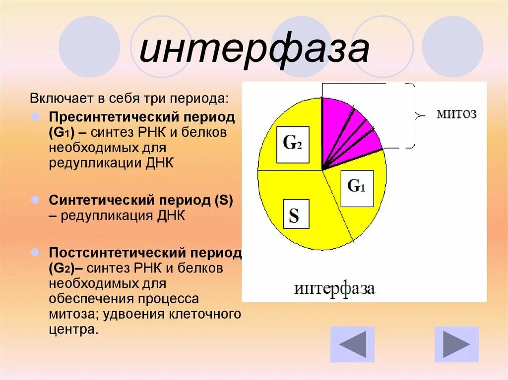 Какой период интерфазы. Интерфаза митоза. g2 период интерфазы. периоды клеточного цикла интерфаза. периоды интерфазы митоза.