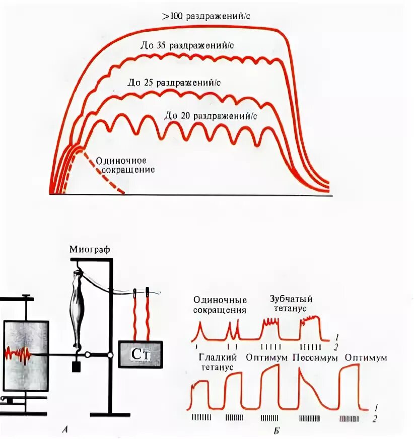 Тетанус частота раздражения. Оптимум и пессимум частоты физиология. Миограмма сокращения скелетных мышц. Оптимум и пессимум частоты и силы раздражителя. Какой ток вызывает сокращение мышц
