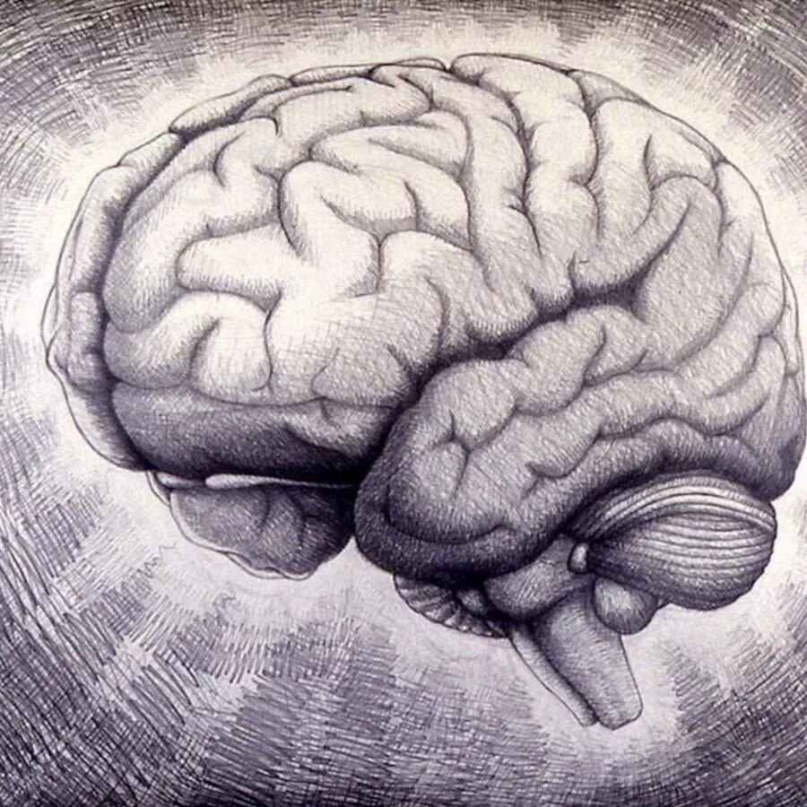 Как появился мозг. Мозг рисунок. Мозг человека карандашом. Мозг зарисовка.