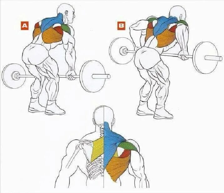 Прокачка широчайших мышц спины штангой. Упражнения для широчайшие мышцы со штангой. Тяга штанги в наклоне мышцы в работе. Как накачать спину с помощью штанги.
