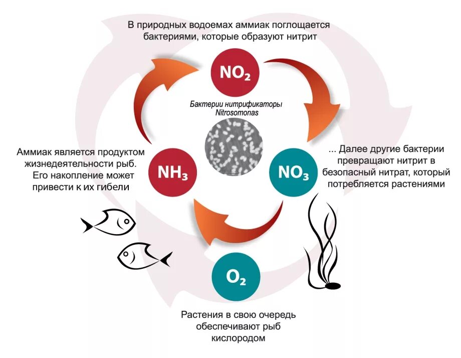Аммиака нитритов нитратов. Схема азотного цикла в аквариуме. Нитратный цикл в аквариуме. Азотный цикл в аквариуме. Цикл нитратов в аквариуме.