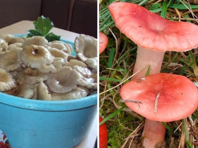 Соленые красные грибы. Грибы сыроежки синявки. Сыроежки грибы приготовление. Сыроежки на зиму. Сыроежки грибы соленые.