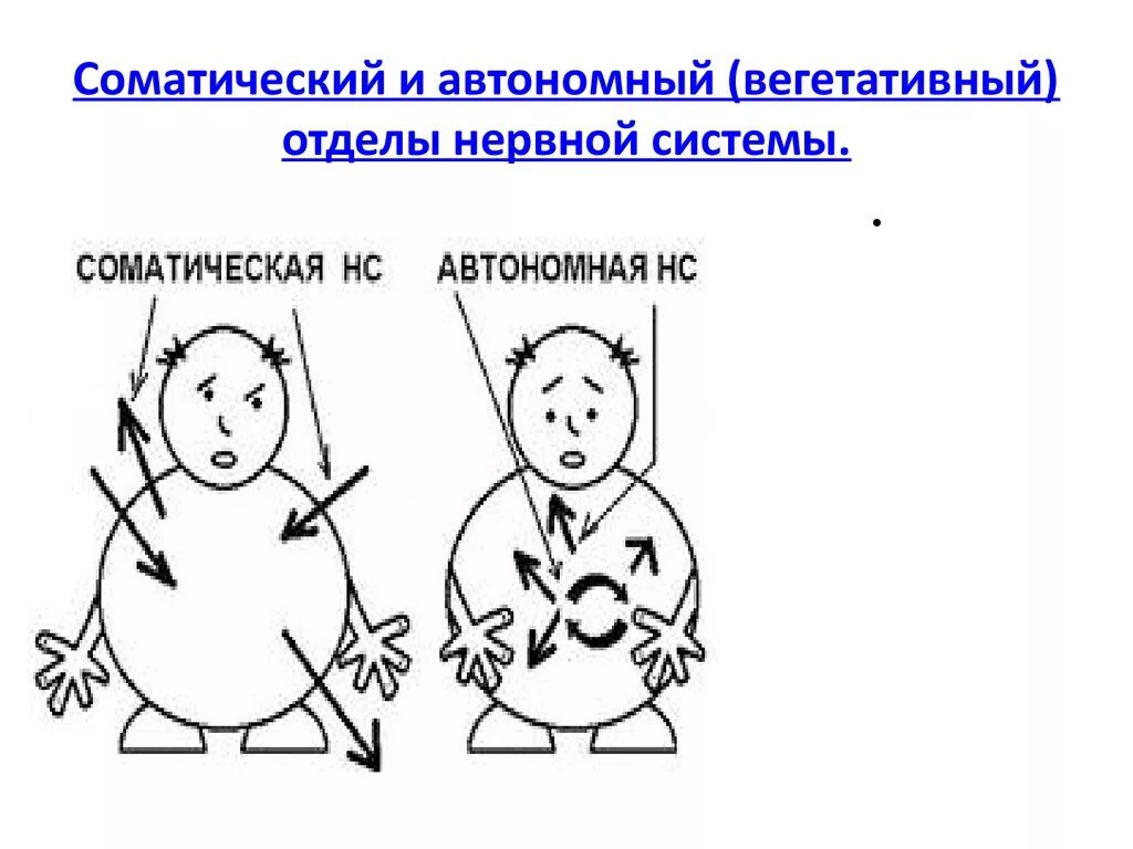 Соматический и автономный отделы. Соматический и автономный (вегетативный) отделы нервной системы. Соматическая и автономная. Соматический и вегетативный отделы рисунок.