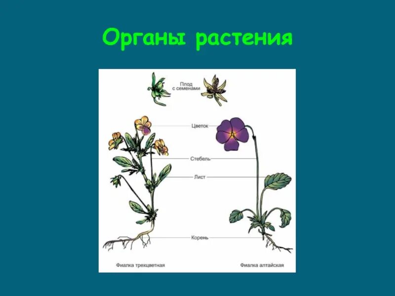 В каких органах растения находится. Органы растений. название органов растений. цветок орган растения. органы семенных растений.
