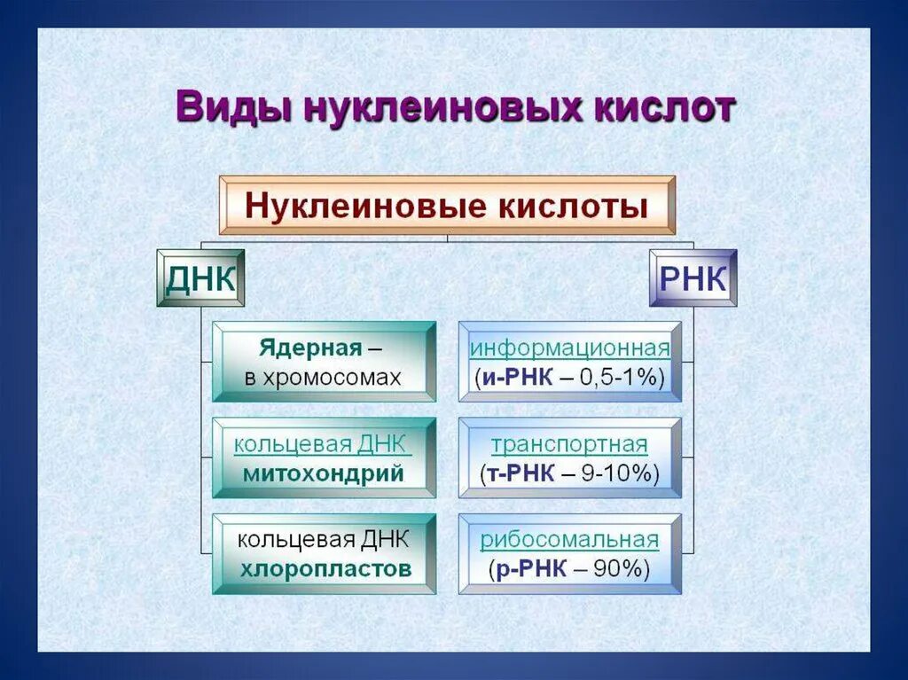 Виды нуклеиновых кислот и их строение. Типы нуклеиновых кислот. какие существуют виды нуклеиновых кислот?. виды нуклеиновых кислот днк. в иду нуклеиновых кислот.