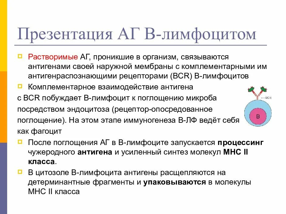 Функции т-лимфоцитов и в-лимфоцитов таблица. В2 лимфоциты иммунология. Б-лимфоциты иммунной системы. B1 лимфоциты функции. Действия лимфоцитов