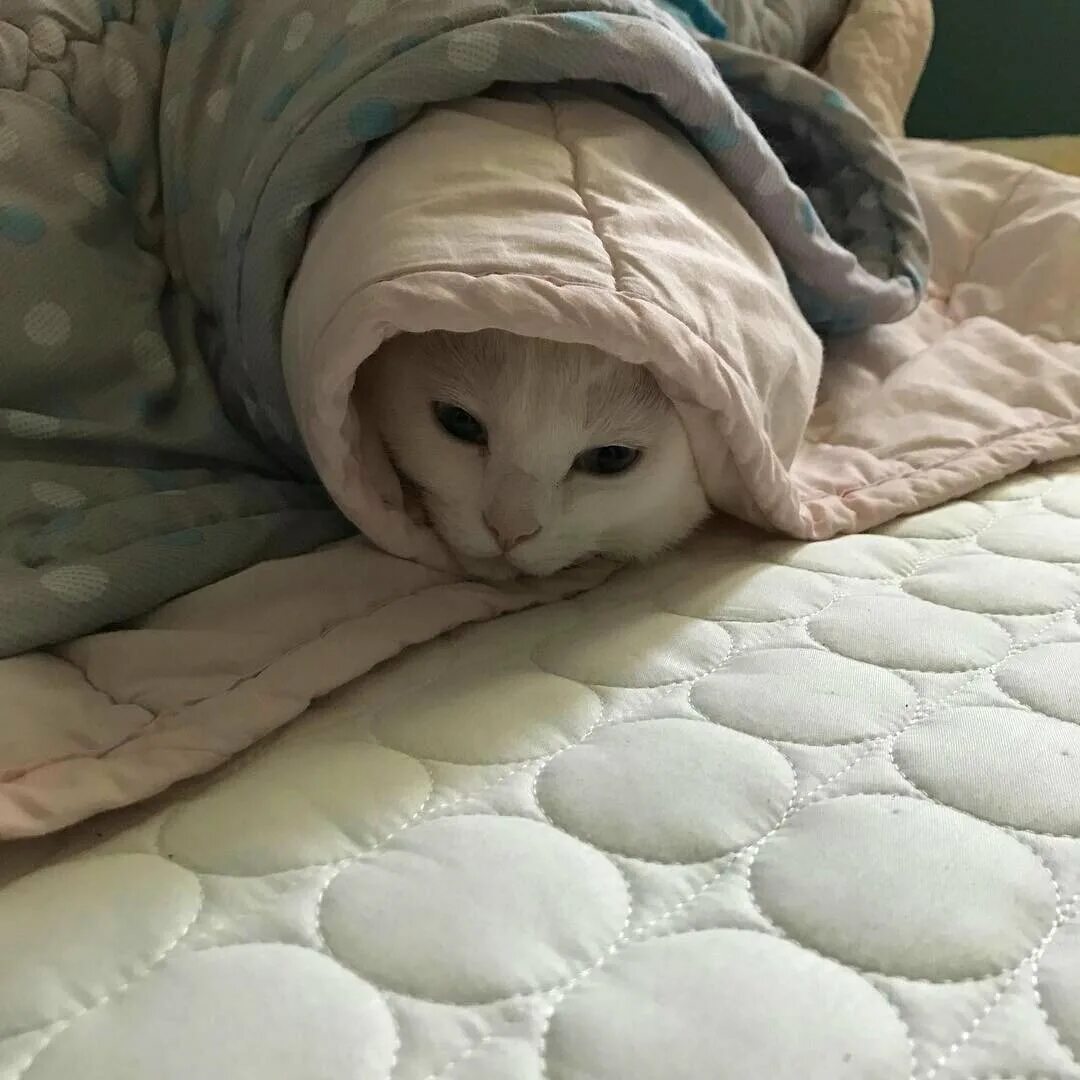 Котик в одеяле. Кот в одеяле. милый котик в одеялке. кот в одеяльце. укутанный в одеяло.