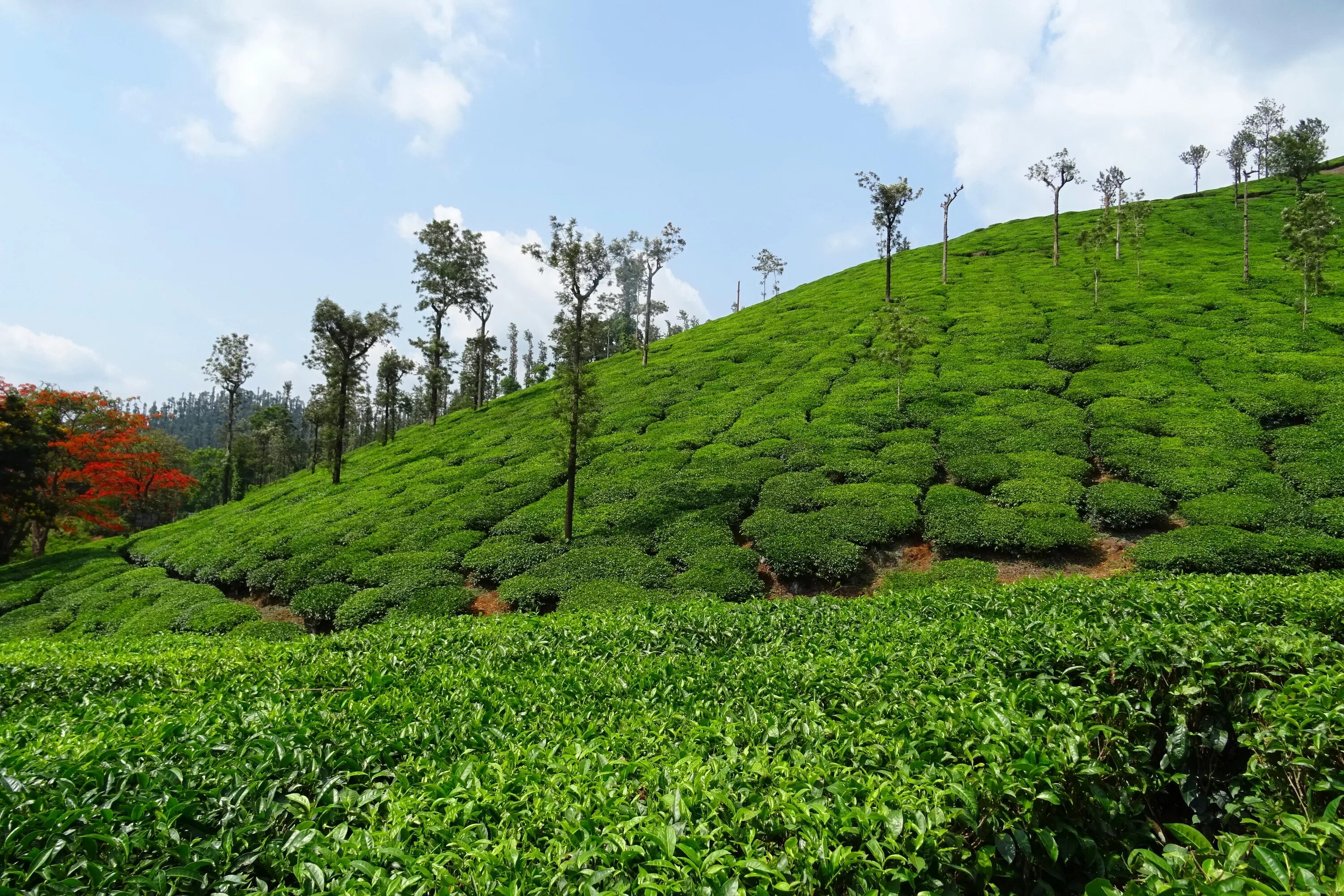 Виды плантаций. Чайные плантации в Индии. Керала чайные плантации. Лунцзин плантации. Шри Ланка чайные плантации.