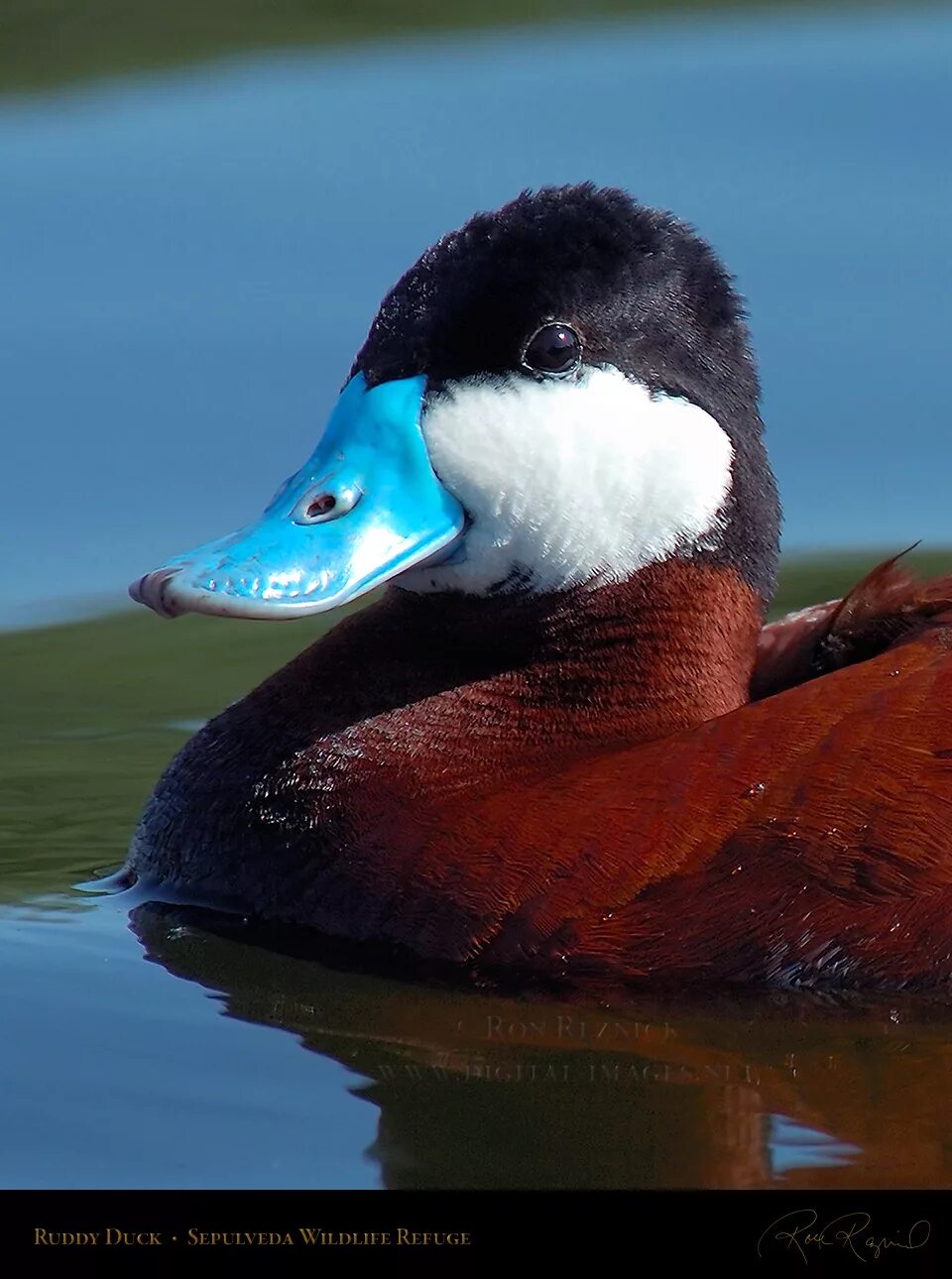 утка белая жирная. сама утка. утка мандаринка птенцы. утка кряква самец. сама утка.