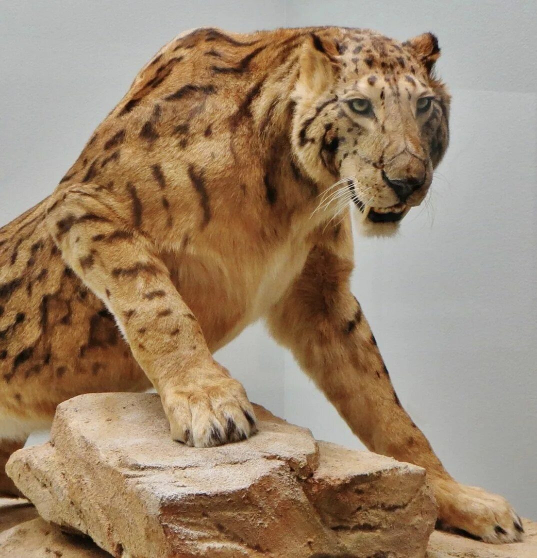 Smilodon. Смилодон. Махайрод Смилодон. Смилодон и мегантереон. Махайрод колораденсис.