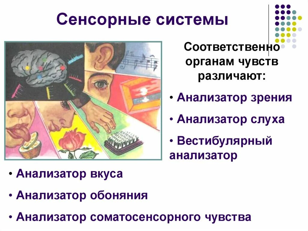 Сенсорная система. Сенсорные системы организма человека. Анализаторы сенсорные системы. Органы сенсорной системы.