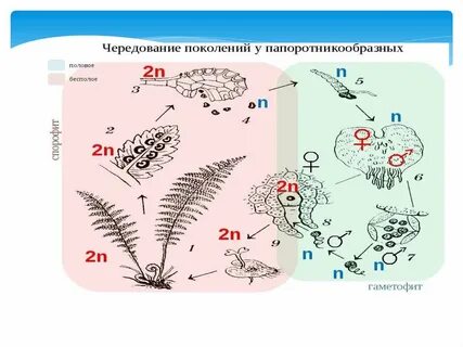 Какие поколения чередуются в жизненном цикле растений