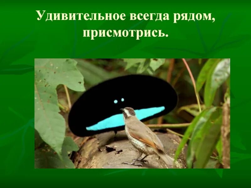 Занятие удивительное рядом. Удивительное рядом для детей презентация. Удивительное рядом презентация. Занятие удивительное рядом. Изо 5 класс тема фантик.