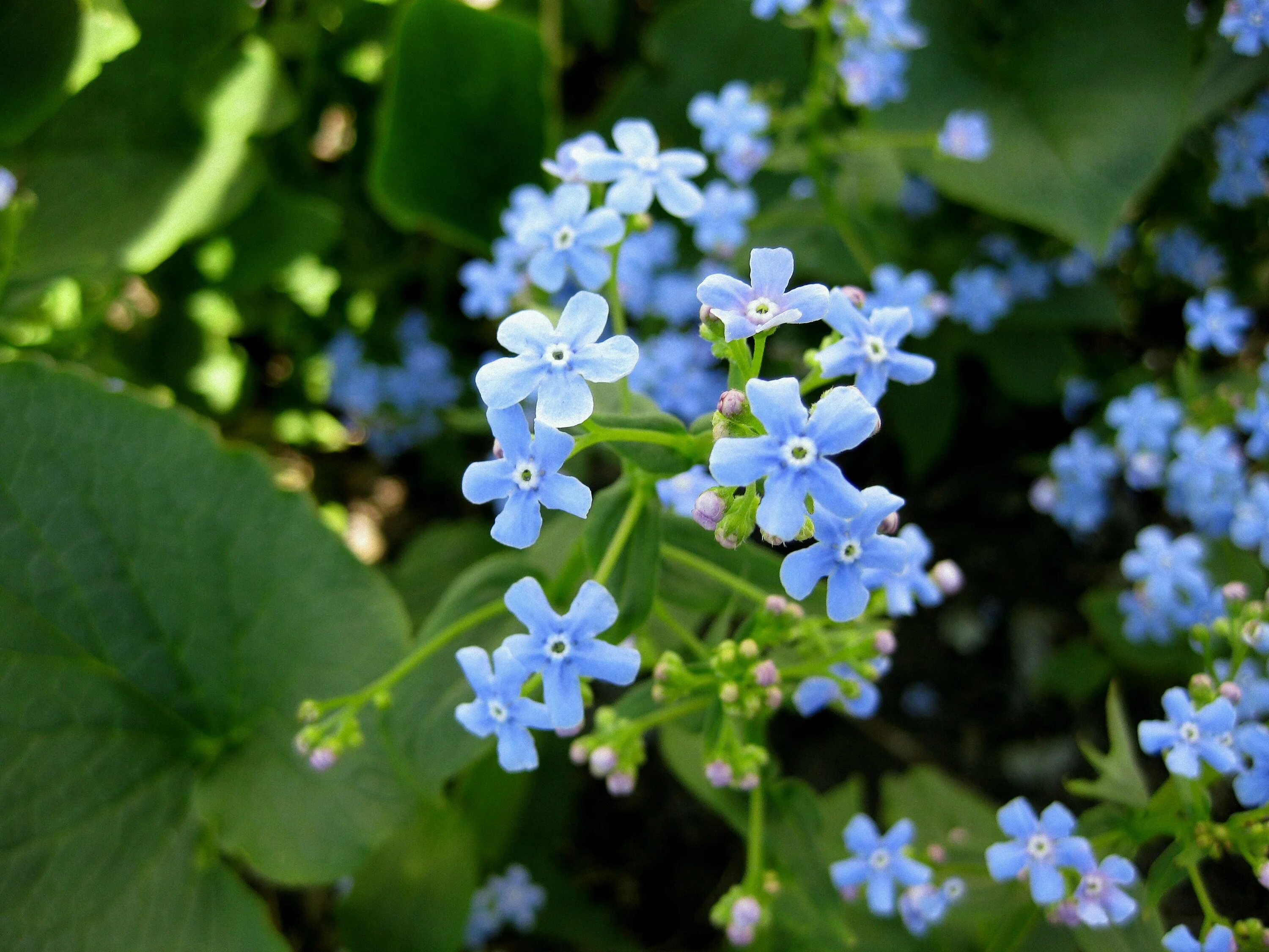 Незабудка Бруннера Сибирская. Бруннера Сибирская Brunnera sibirica. Бруннера Сибирская Незабудочник. Садовая Незабудка Бруннера. Незабудки краткое содержание