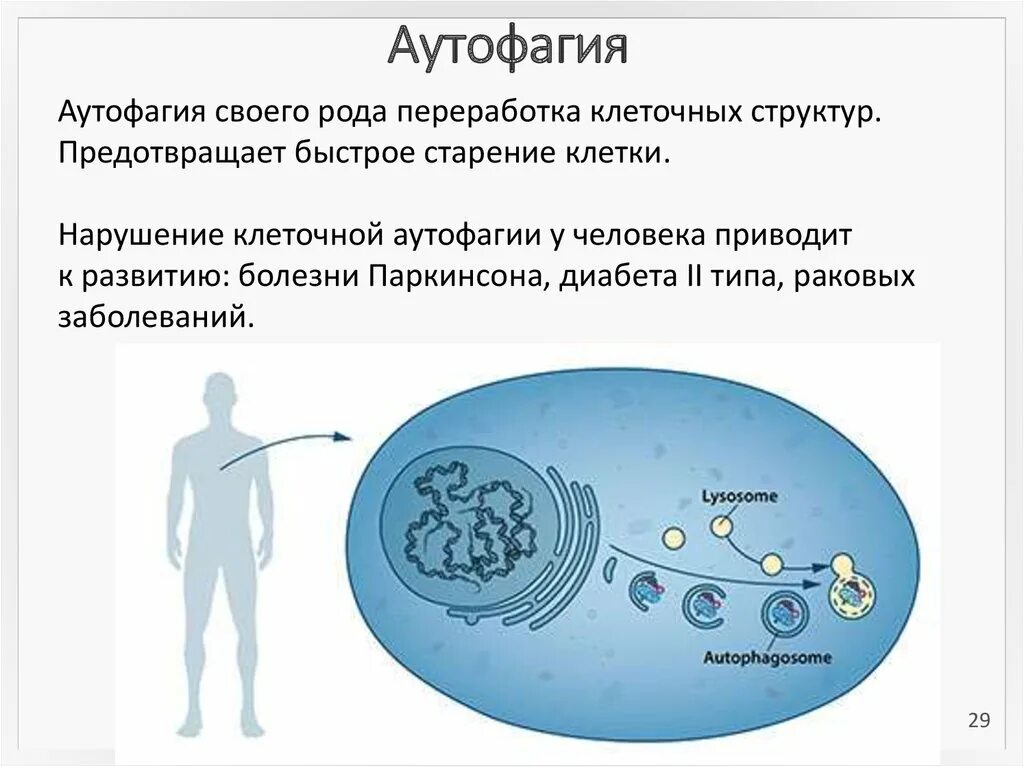 Аутофагия как правильно запустить. Аутофагия. аутофагия клетки. процесс аутофагии. аутофагия что это такое простыми.