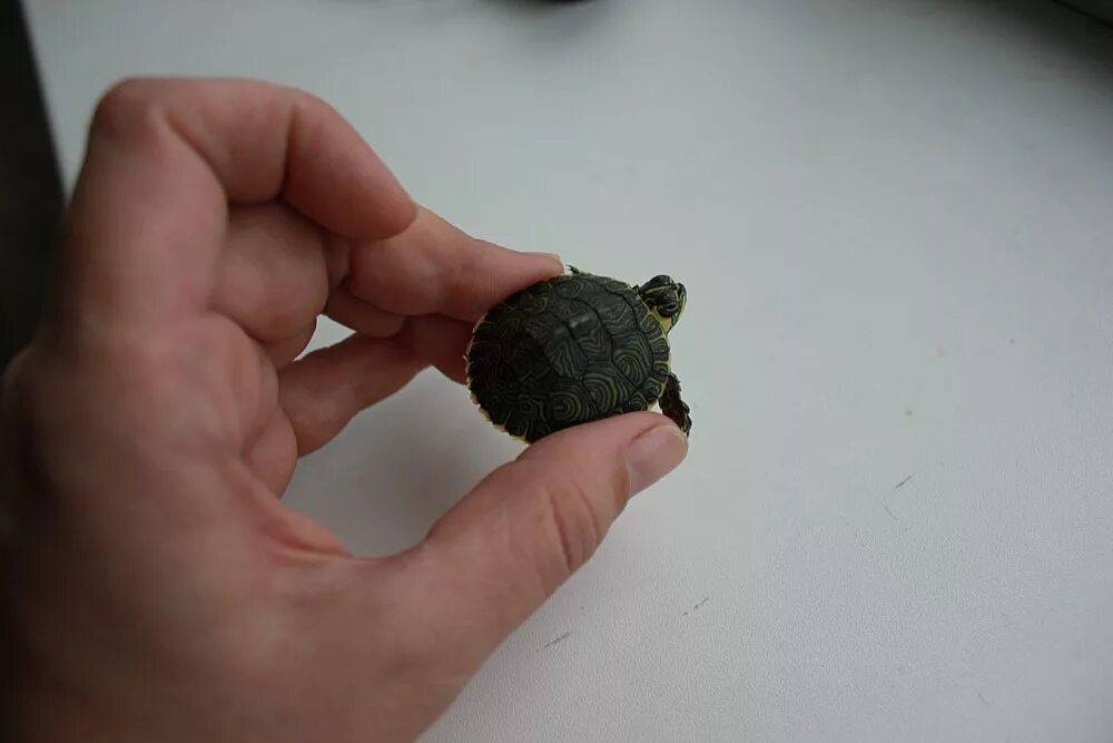 Какашку черепашку