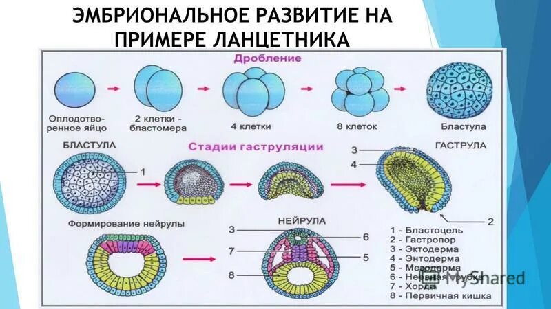 Клетка онтогенез. Схема развития зародыша ланцетника. Схема эмбрионального развития ланцетника. Эмбриогенез ланцетника. Начальные стадии развития ланцетника.