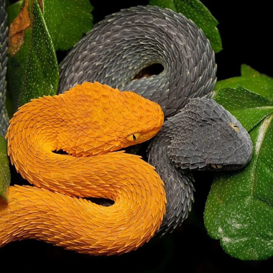 Пушистые змейки. Кустарниковая гадюка (Atheris. АТЕРИС сквамигера. Древесная Африканская гадюка. АТЕРИС сквамигера змея.