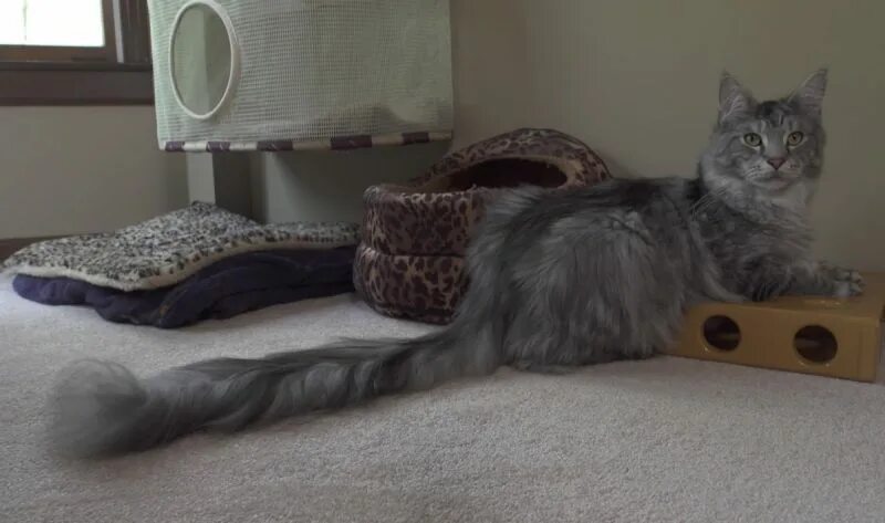 A happy "pole" cat Детеныши животных, Милые котики, Сервал