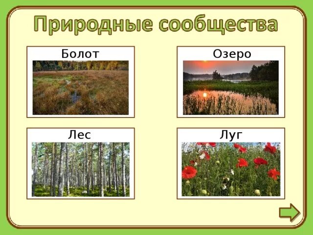 Пары соответствия природного сообщества. Природные сообщества. Природное сообщество лес. Природное сообщество луг. Сообщение о природном сообществе.