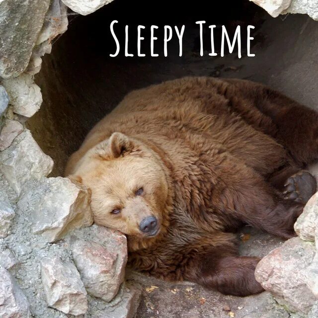 Яой спячка. Бурый медведь в спячке. Спячка. Животные в спячке фото. Гибернация животных.