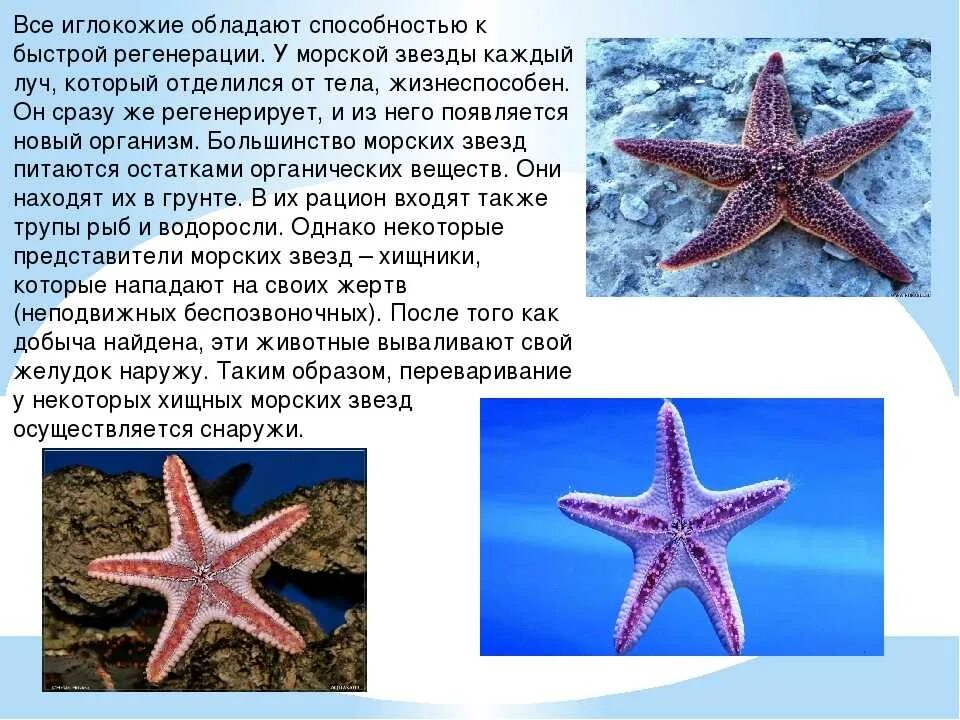 Поведение клеток морских звезд. Группа иглокожие 3 класс. иглокожие представители морские звезды. иглокожие звезда. представители иглокожих 5 класс.