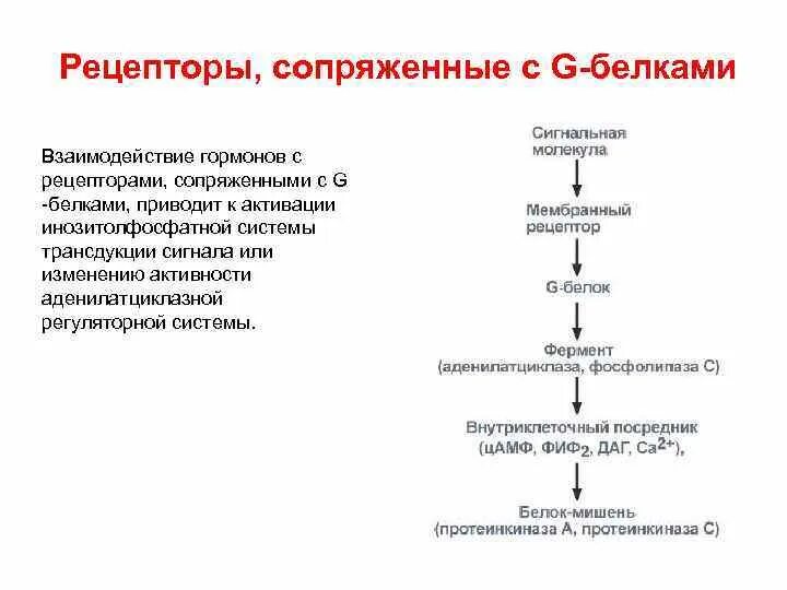 Рецепторы, связанные с g-белком. Рецепторам, сопряженным с g-белком. Рецепторы сопряженные с g-белками. Рецепторы сопряженные с g-белками эффекторные системы. Белково белковые взаимодействия