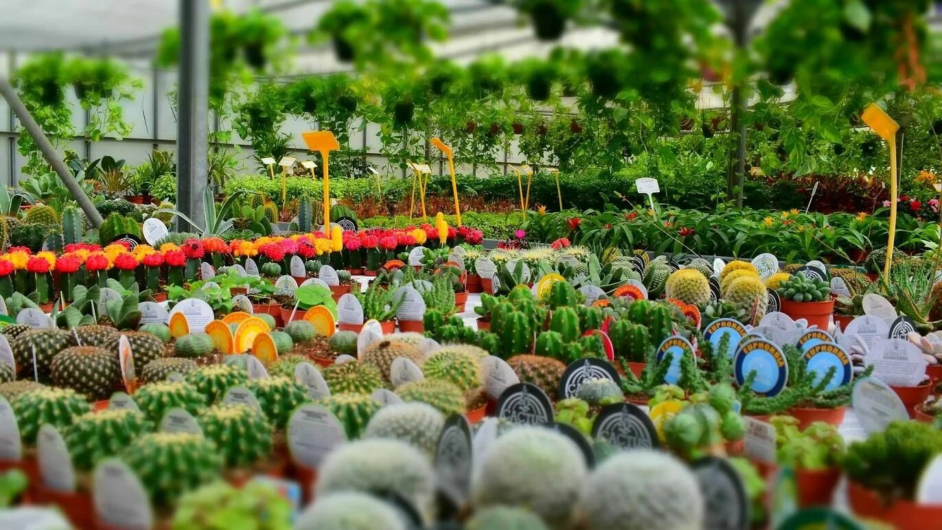 Питомник растений. Цветы росли в оранжерее. Питомник Gardens Plants. Выращивание декоративных растений.