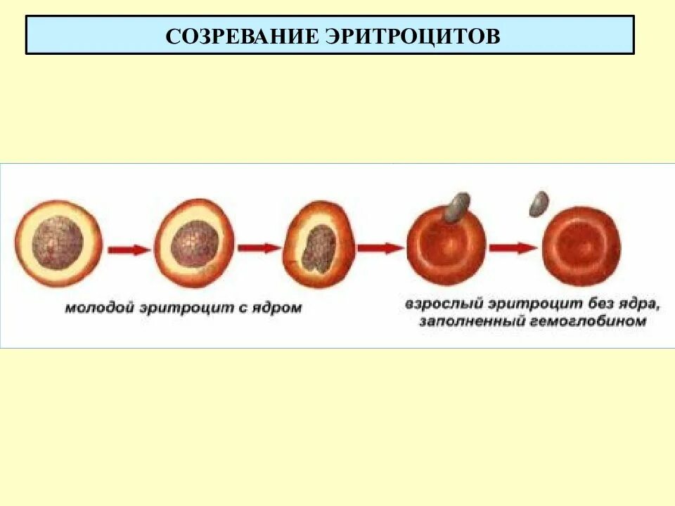 Зрелый эритроцит человека ядро. Схема развития эритроцитов. схема образования эритроцитов. цикл развития эритроцитов. процесс формирования эритроцитов.