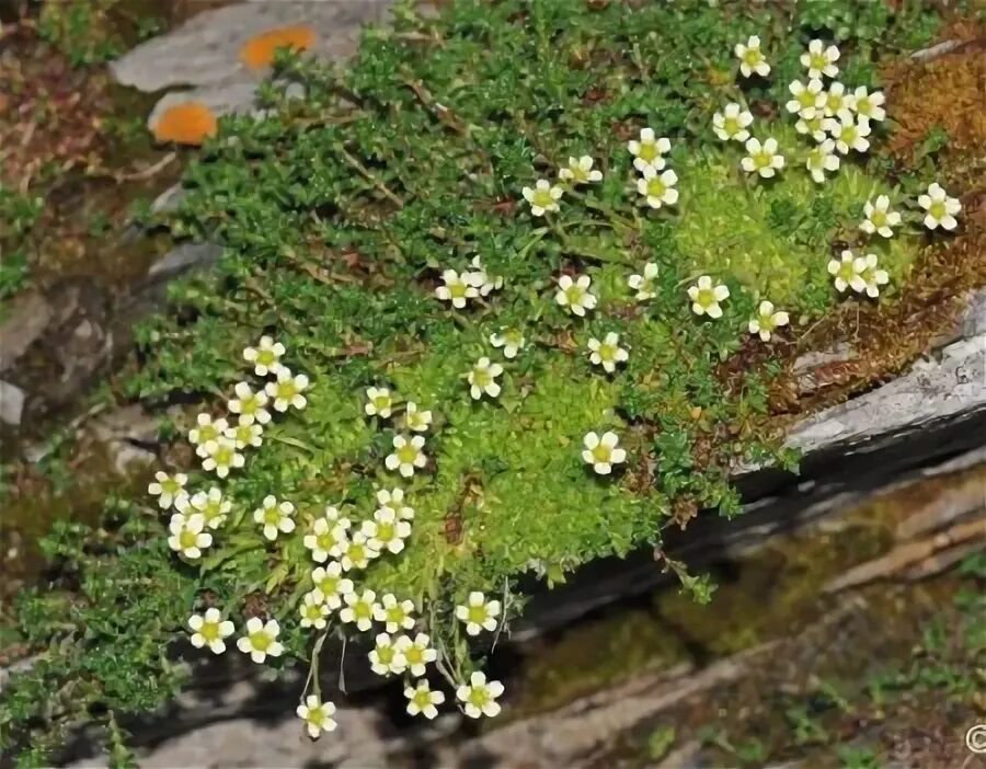 Камнеломка моховидная. 32. Камнеломка моховидная - Saxifraga muscoides. Тимьян моховидный купить семена. Камнеломка семена купить